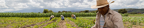 productor en el campo labrando el suelo