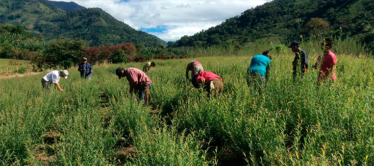 7-​​Bolívar-y-Boyacá-ya-cuentan-con-PDEA-gracias-al-apoyo-de-la-ADR