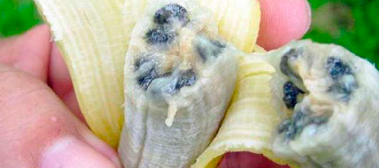 Convenio para contene el hongo Fusarium en el banano