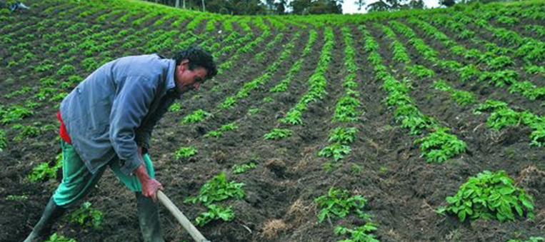 La Extensió Agropecuaria más allá del cultivo le apuesta aldesarrollo integral del campo colombiano