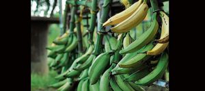 $1.400 millones para mejorar procesos productivos del plátano