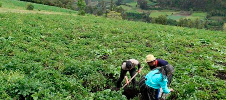 La-apuesta-del-campo-colombiano-que-surgió-después-de-la-pandemia