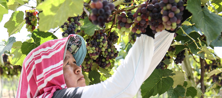 Agroferia y Gran Mercado campesino del Valle