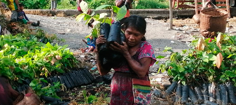 ENTREGAS DE PLANTULAS EN CHOCO