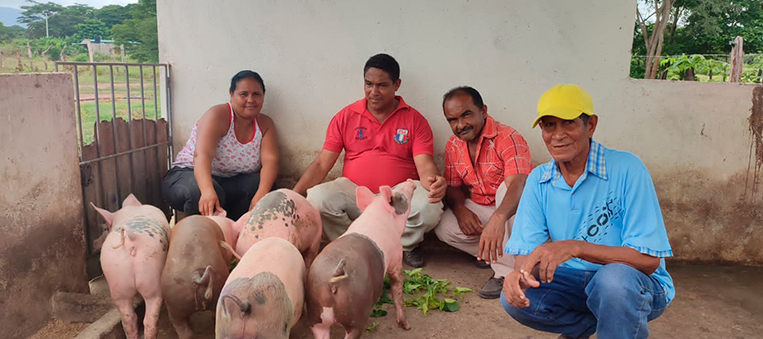 cerditos en Valledupar