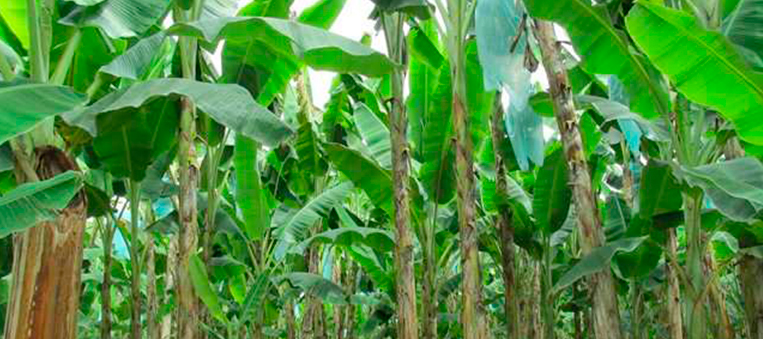 Proyecto-agrícola-por-$1.957-millones-de-pesos-para-plátano-beneficiará-a-101-productores