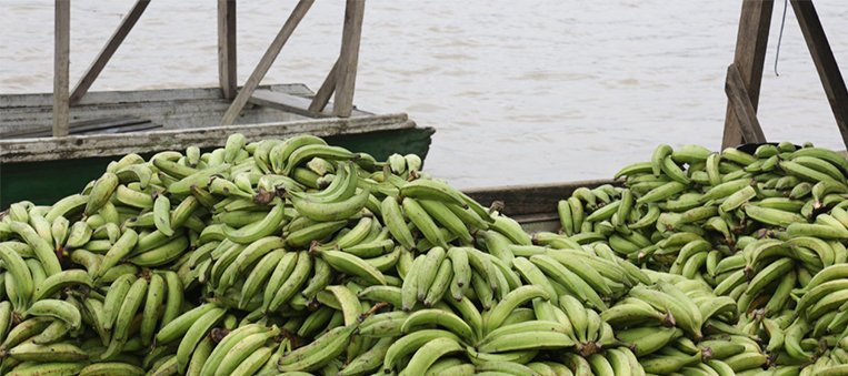 boletin indigenas se beneifician de un proyecto de platano