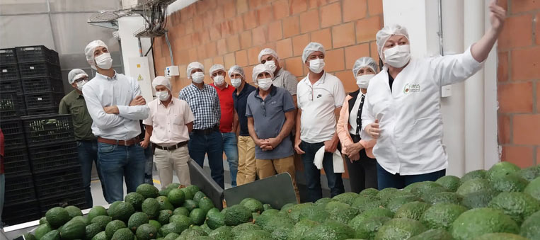 PROYECTO AGUACATE HASS