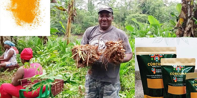 La cúrcuma de Bojayá llegó a Italia