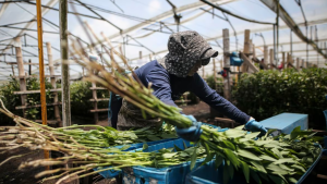 Gobierno anuncia reducción de tasas de interés para créditos agropecuarios. Estos son los alivios anunciados