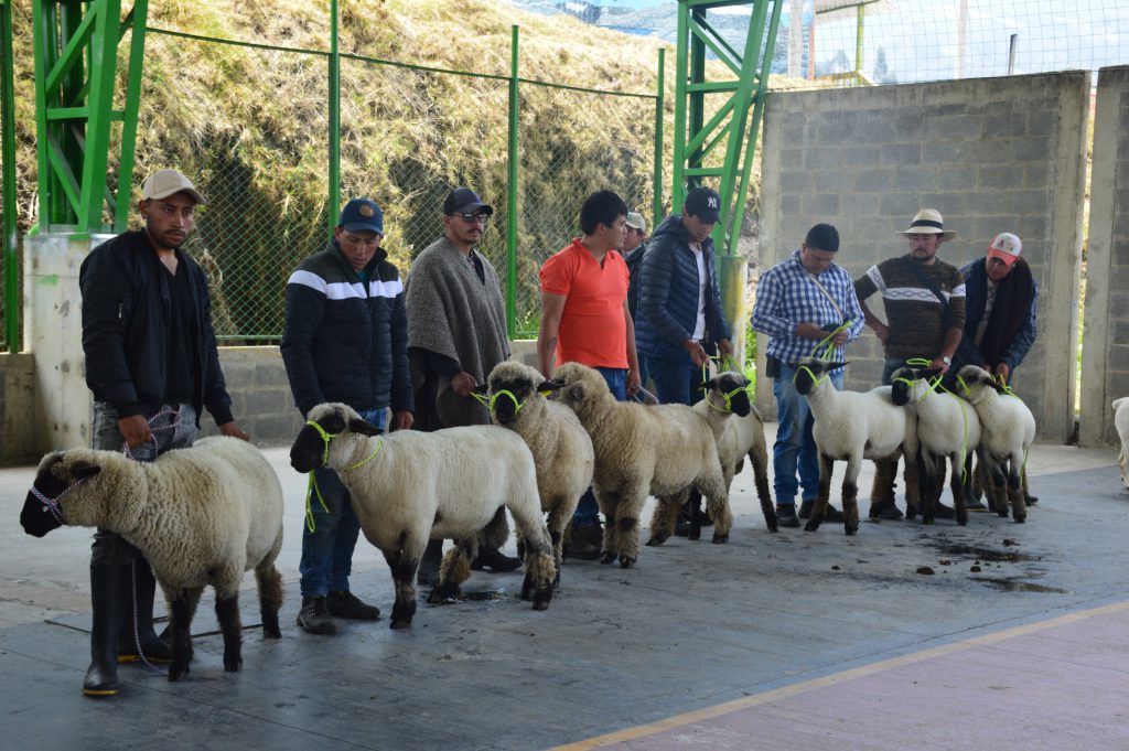 Agencia de Desarrollo Rural entregó 400 millones en semovientes e insumos a campesinos de Güicán de la Sierra