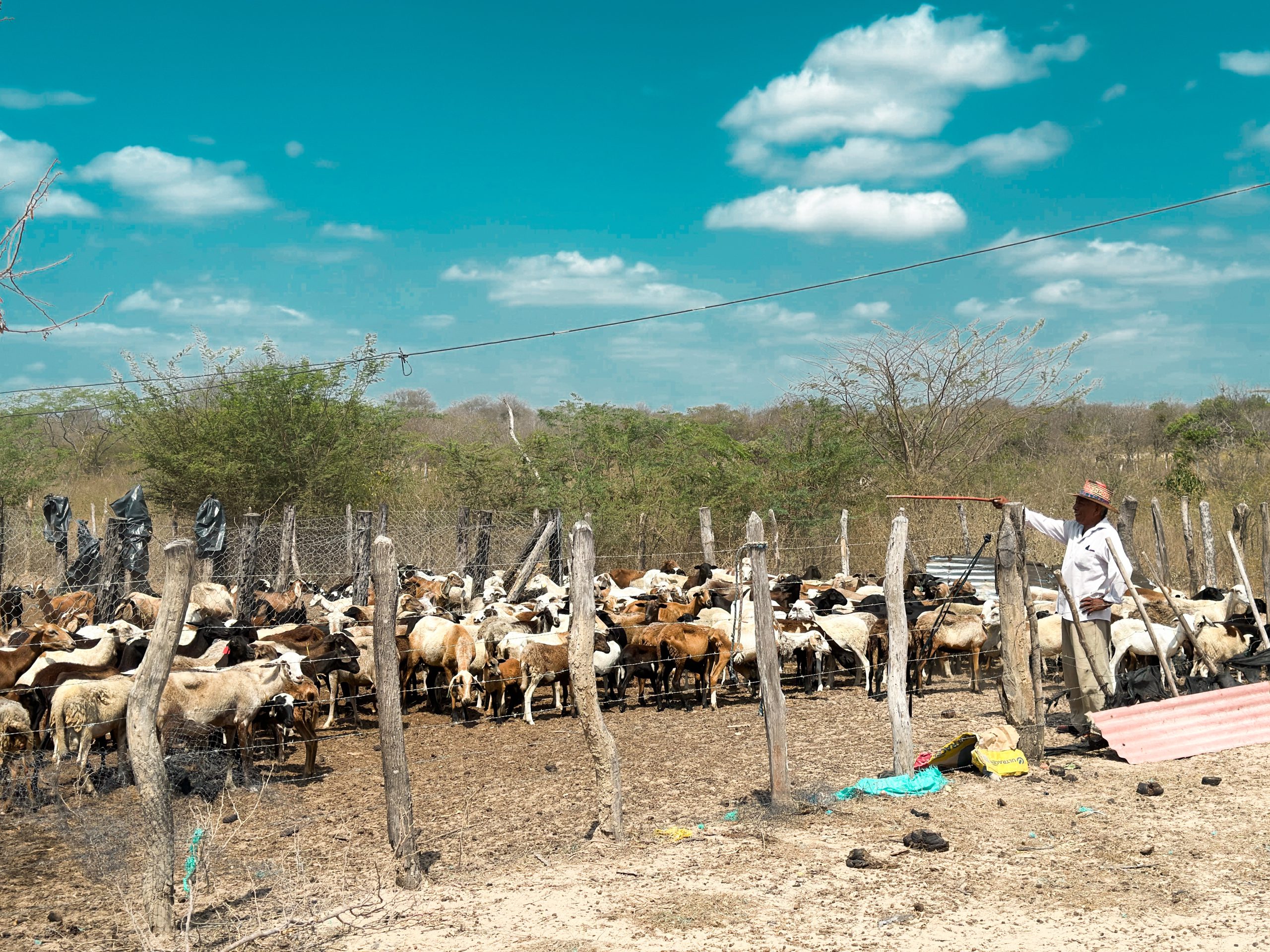 Agencia de Desarrollo Rural entregó insumos, herramientas y semovientes a comunidades afro, indígenas y campesinas de La Guajira