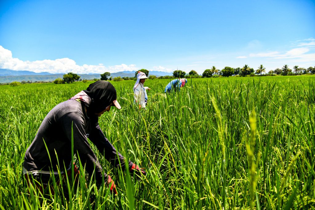 El municipio de Palermo, en el Huila, es uno de los mayores productores de arroz en Colombia