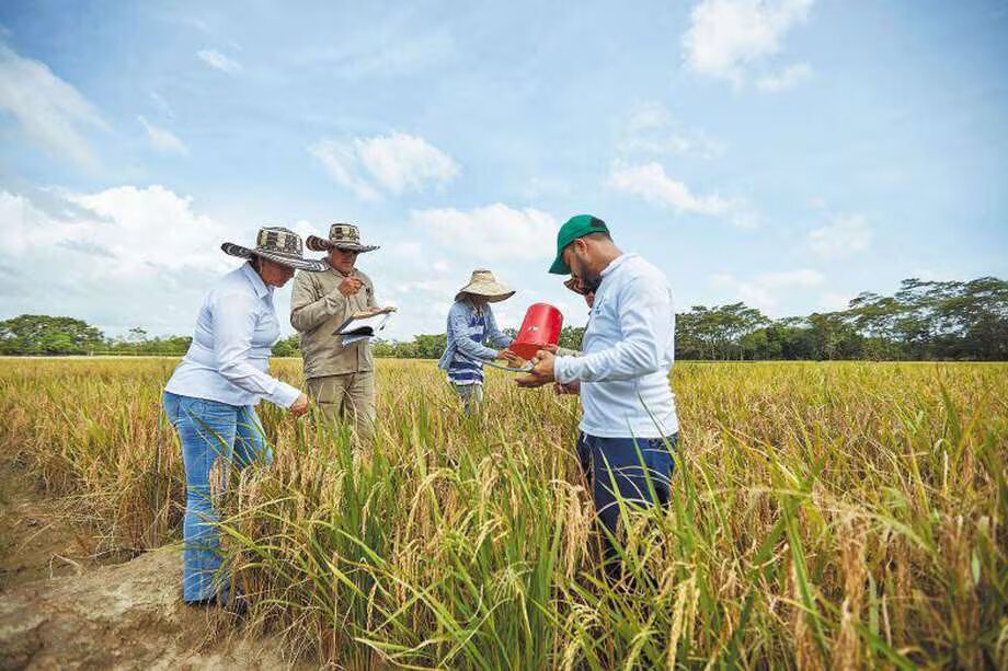 Pequeños productores de arroz tendrán una planta procesadora en Huila