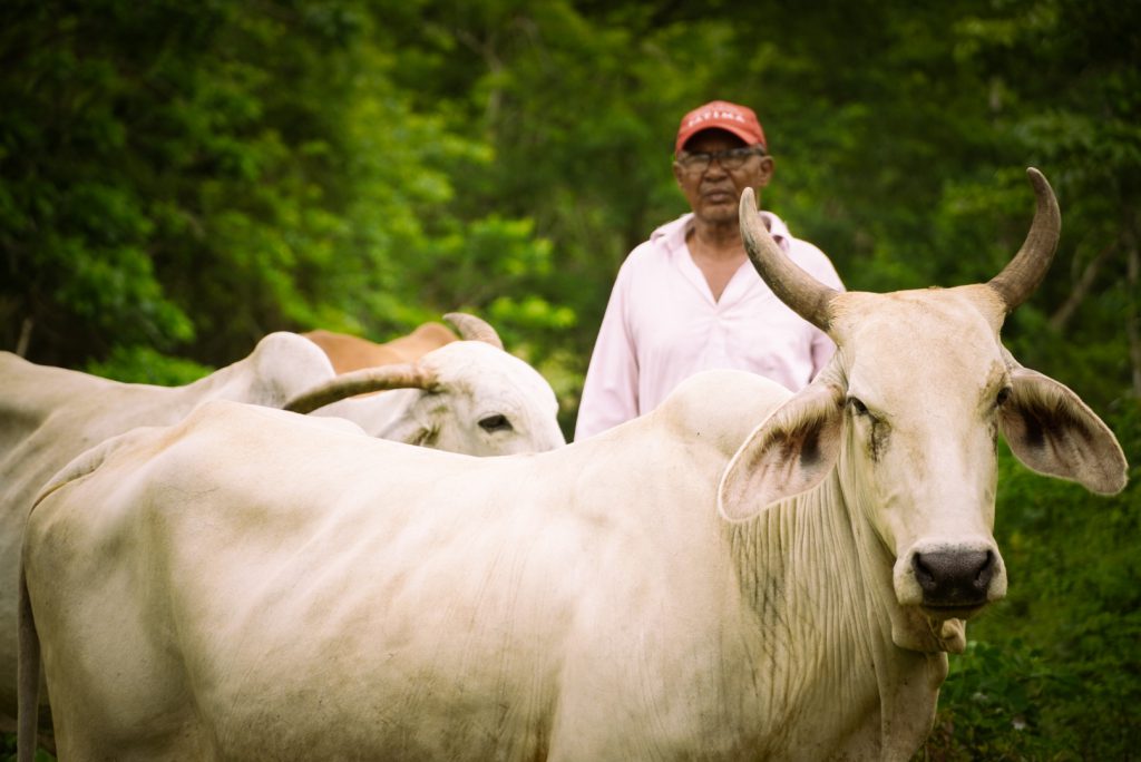 La ganadería sostenible es una opción de crecimiento para la economía campesina, familiar y comunitaria. Foto: Alejandro González (ADR)