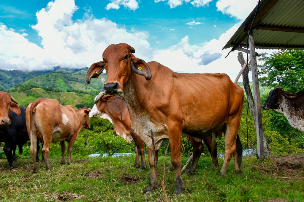 El apoyo a la ganadería familiar hace parte de la Reforma Rural Integral del Gobierno del Cambio. Foto: Mayred Silva (ADR)