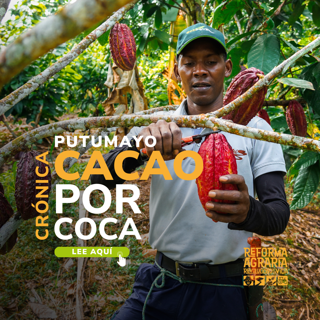 Putumayo: entre la miseria de la coca y el auge del cacao