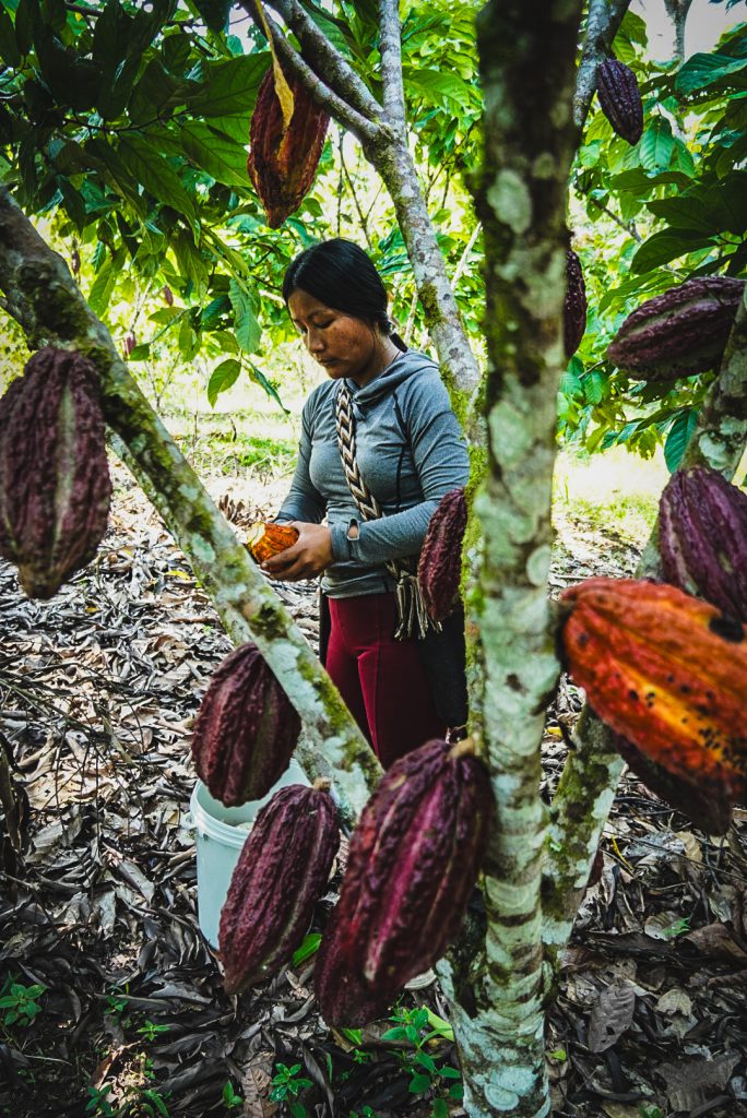Las mujeres indígenas no solo trabajan para el crecimiento de sus familias, sino que, además, son lideresas en su comunidad. Foto- Alejandro González (ADR)