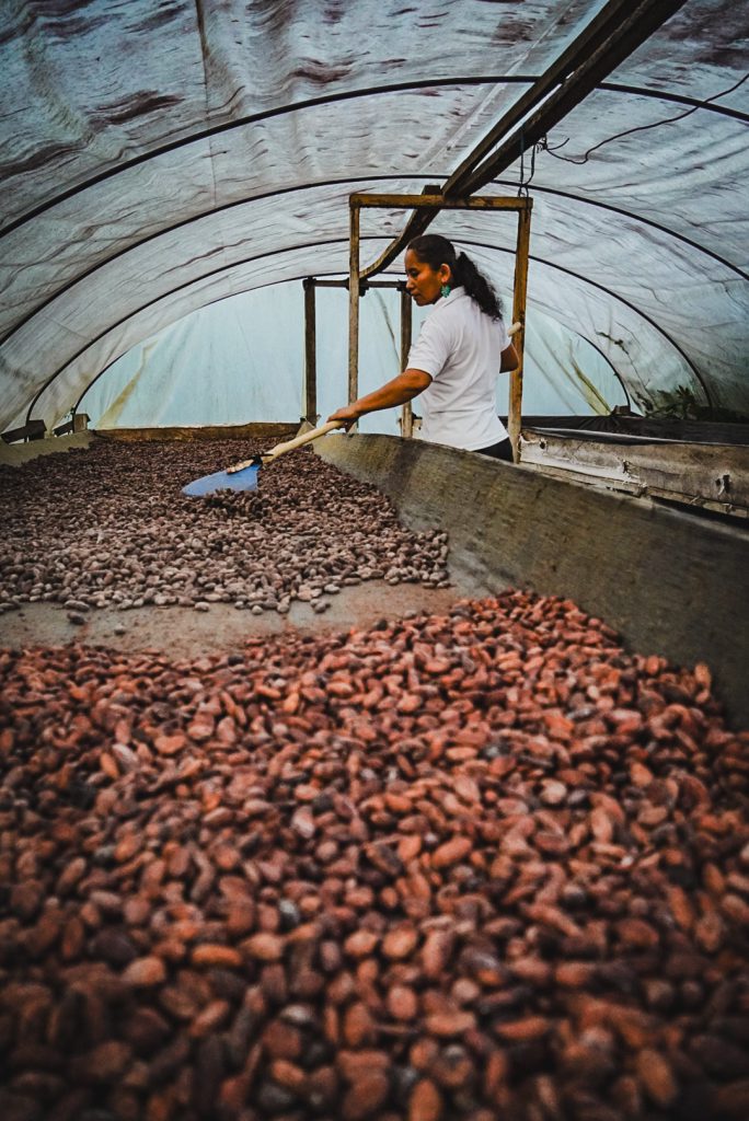 Las mujeres no solo trabajan en la producción y cosecha, sino también en los procesos de secado transformación. Foto- Alejandro González (ADR)