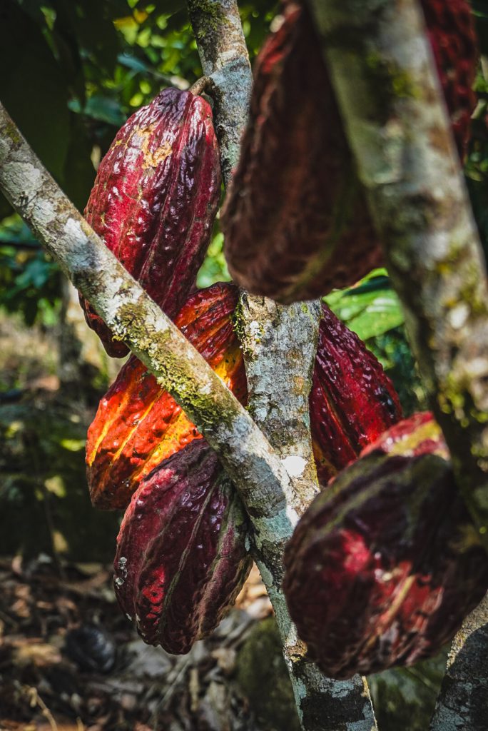Un cacao cultivado bajo sistemas agroforestales, no solo da frutos sanos sino que protege la tierra, los recurso hídricos y la fauna del entorno. Foto- Alejandro González (ADR)