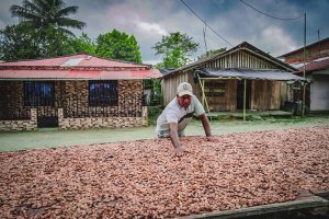 El acompañamiento técnico de la Agencia de Desarrollo Rural a los pequeños productores de cacao garantiza la sostenibilidad de sus proyectos productivos. Foto- Alejandro González