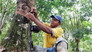 La ADR y MinAgricultura están apoyando al sector agro del Catatumbo con el caucho
