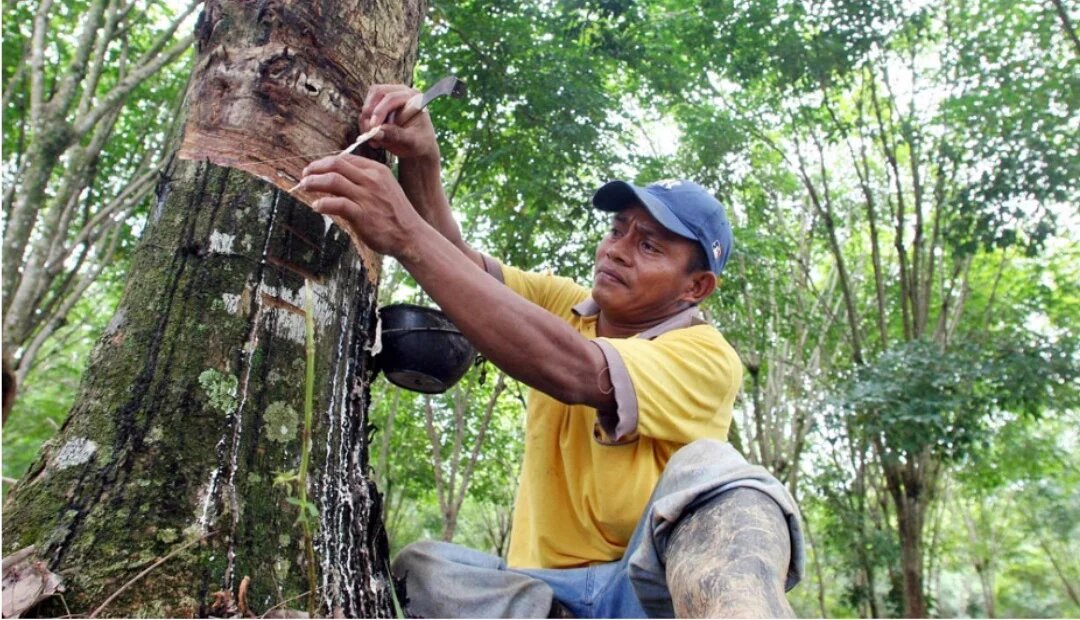 La ADR y MinAgricultura están apoyando al sector agro del Catatumbo con el caucho