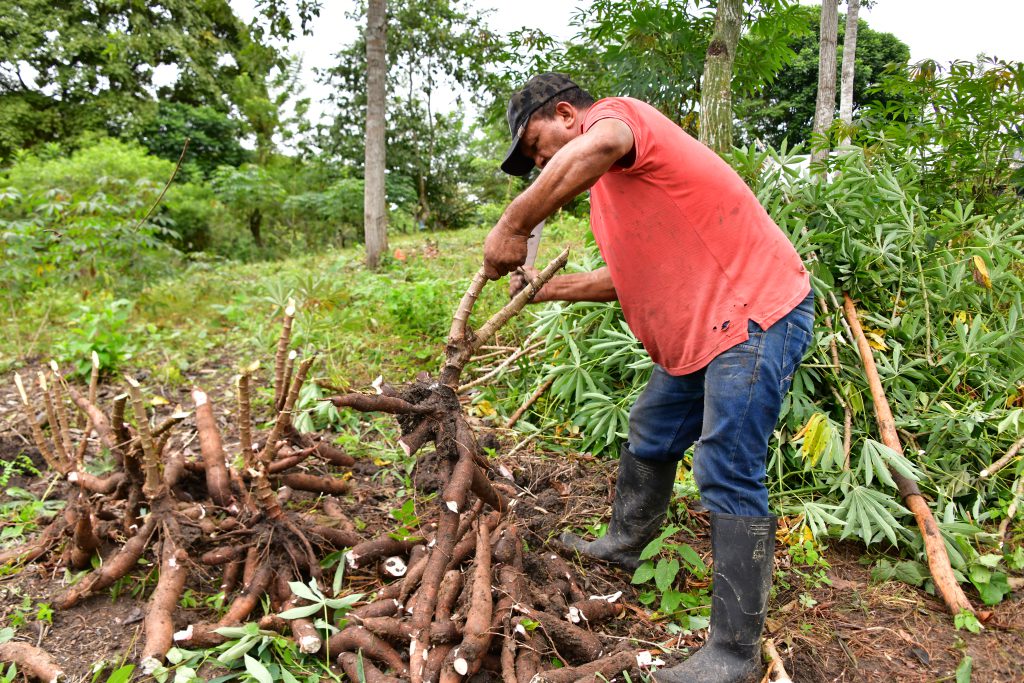 La Agencia de Desarrollo Rural logró llegar a miles de familias con proyectos productivos que transforman las economías familiares y comunitarias y las hacen competitivas para el comercio nacional. Foto: Camila Polanco (ADR)