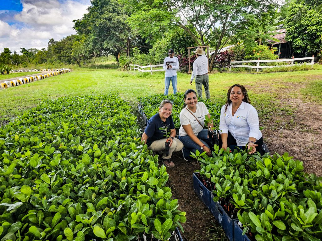 El marañón es un símbolo de paz que incentiva la permanencia en el campo y la transición a economías lícitas. Foto: ADR