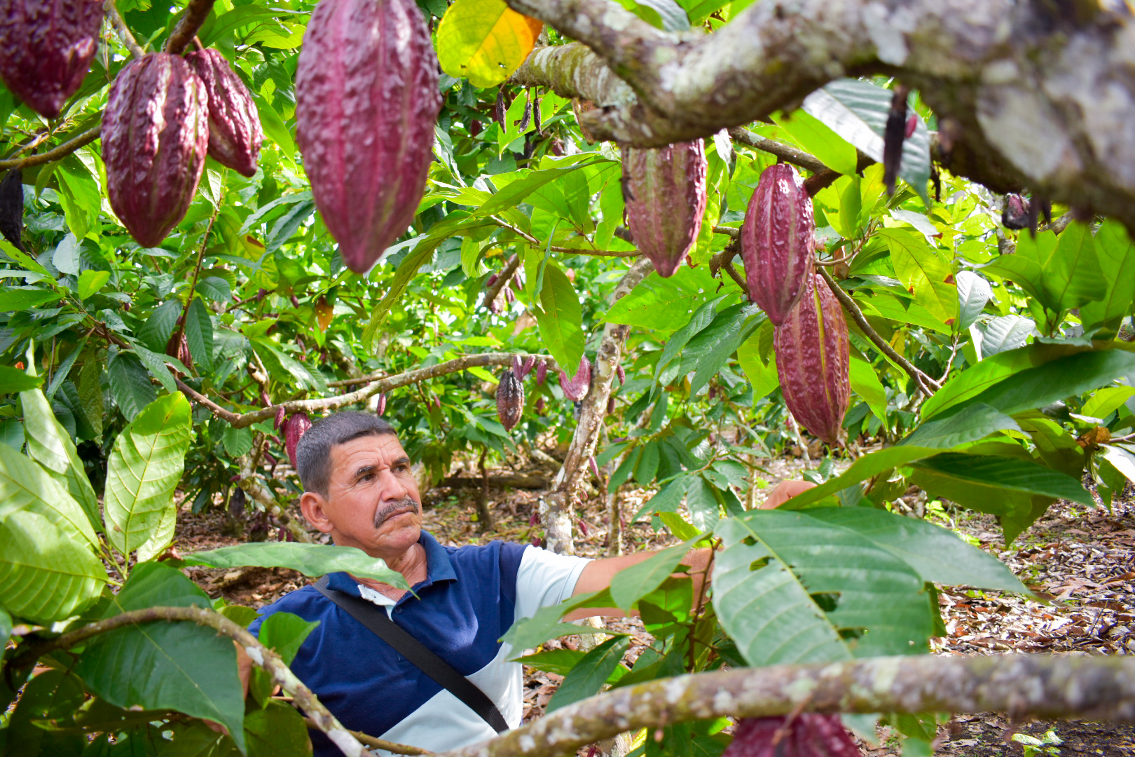El cultivo de cacao agroforestal es más sostenible, productivo y respetuoso con el medio ambiente, al tiempo que mejora las condiciones económicas y sociales de la comunidad que lo implementa. Foto: José Elías Martínez (ADR).