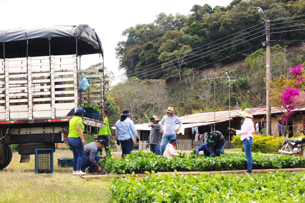 La siembra de café en resguardos indígenas es una práctica que promueve el uso sostenible de la tierra, y el respeto por las tradiciones y conocimientos locales. Foto- Luisa Zúñiga (ADR).
