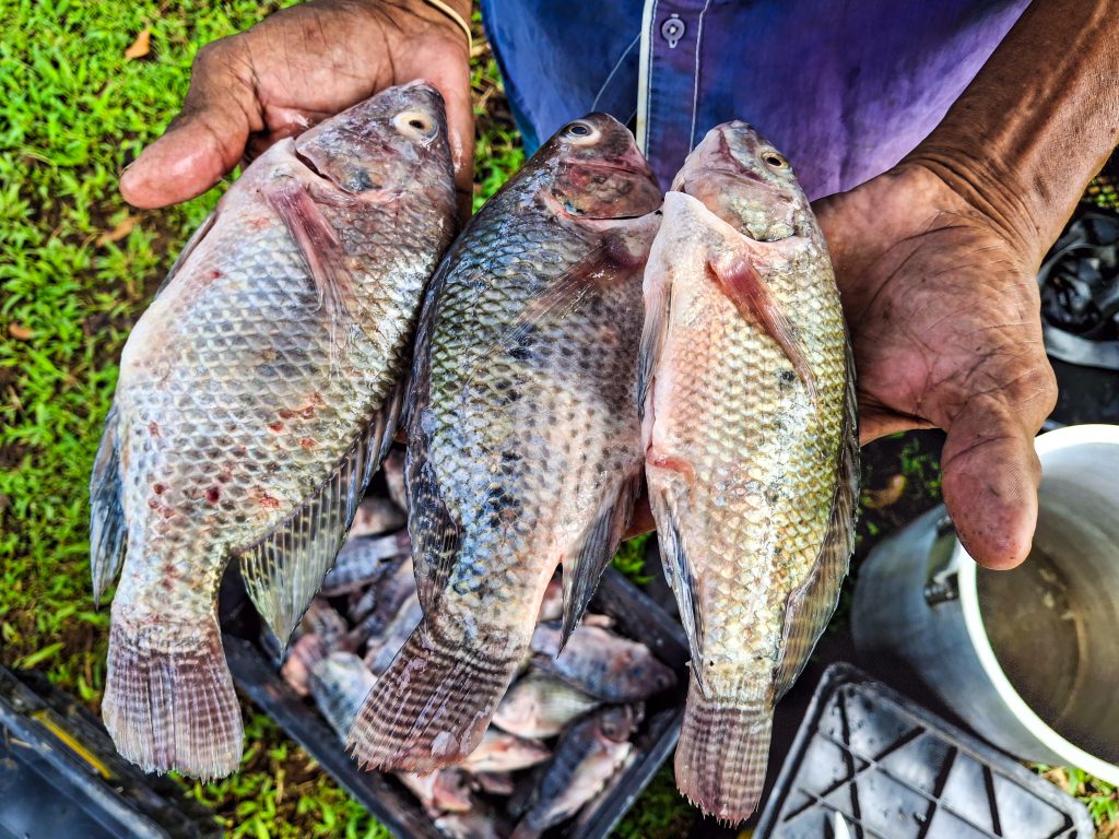 Piscicultoras del Urabá producirán alimentos para mascotas a partir de tilapia roja 1 Este proyecto hace parte de las iniciativas asociativas seleccionadas durante la convocatoria que abrio%CC%81 la Agencia de Desarrollo Rural en el 2023. Foto Mo%CC%81nica Restrepo ADR