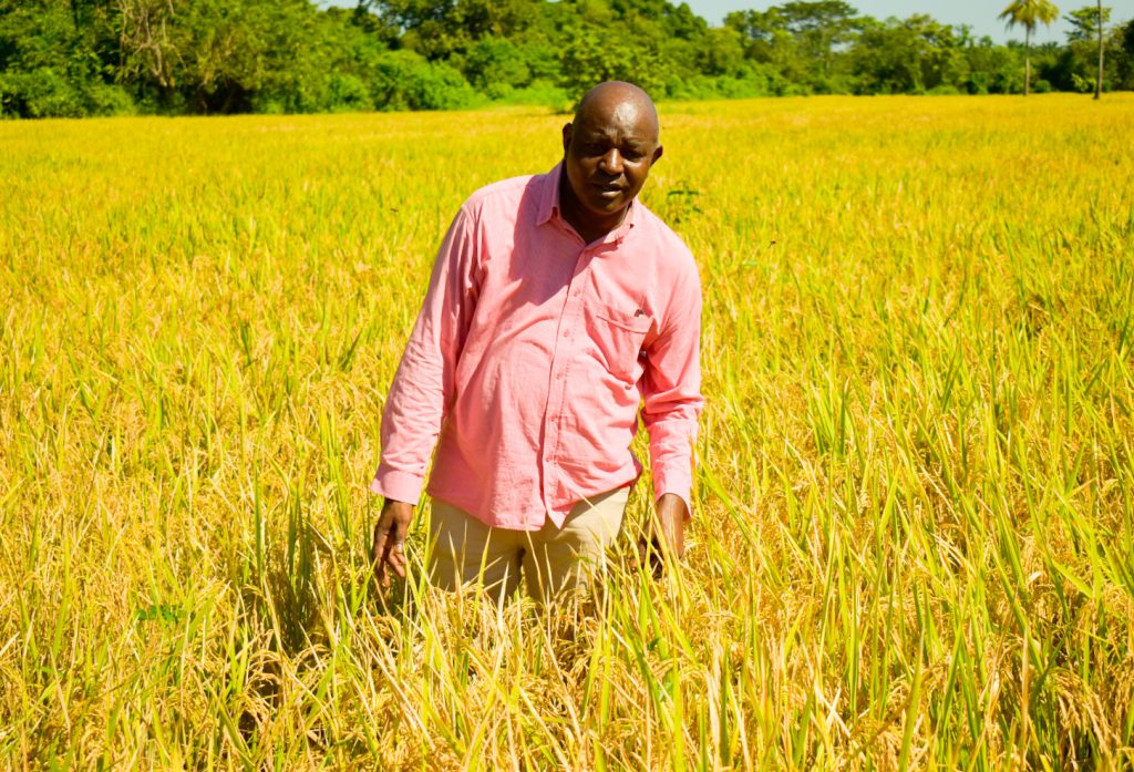 El proyecto no solo busca salvar cosechas a punto de perderse, sino también mejorar la productividad y calidad de vida de 35 productores. Foto: José Elías Martínez (ADR)