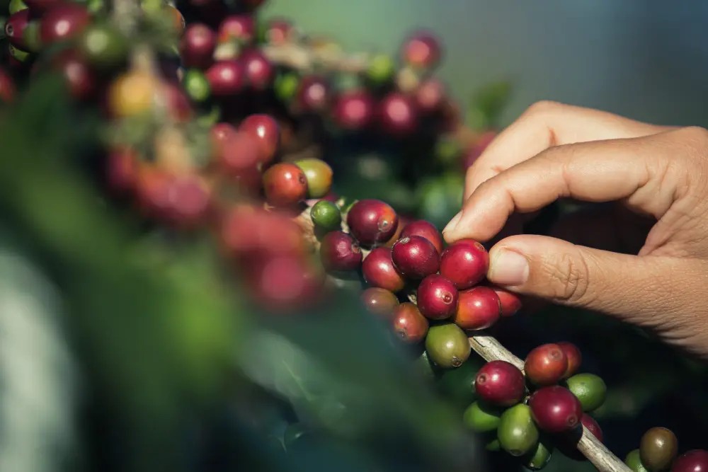 Foto café forbes
