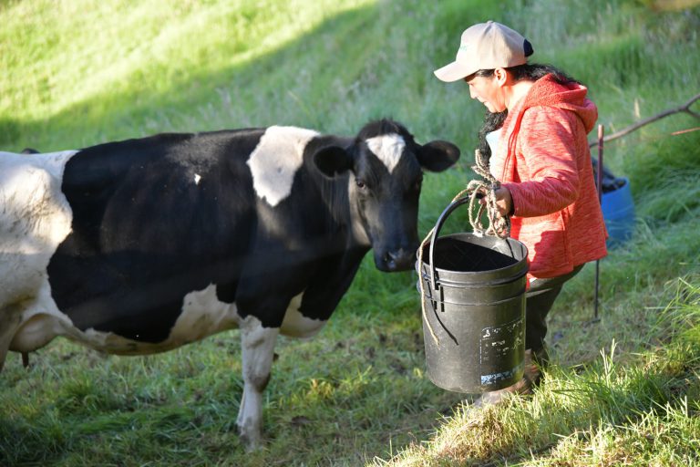 En el Día Mundial de la Leche (2)
