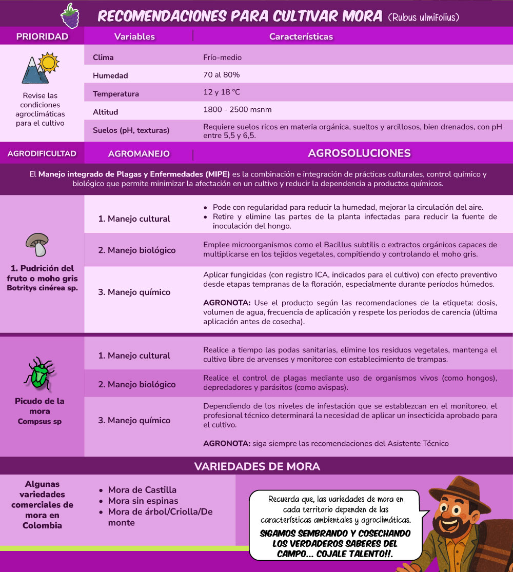 Ficha técnica Mora