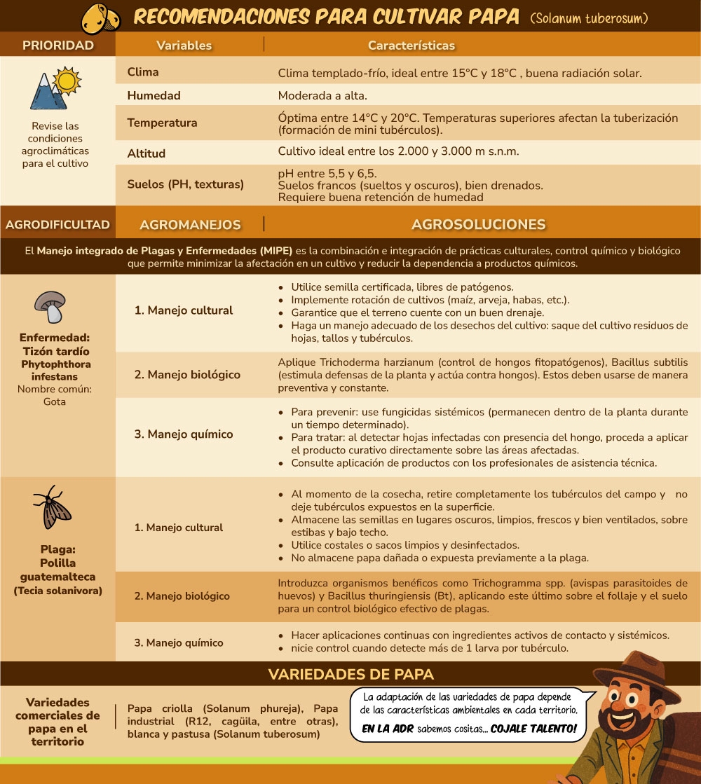 Infografía cultivo de Papa