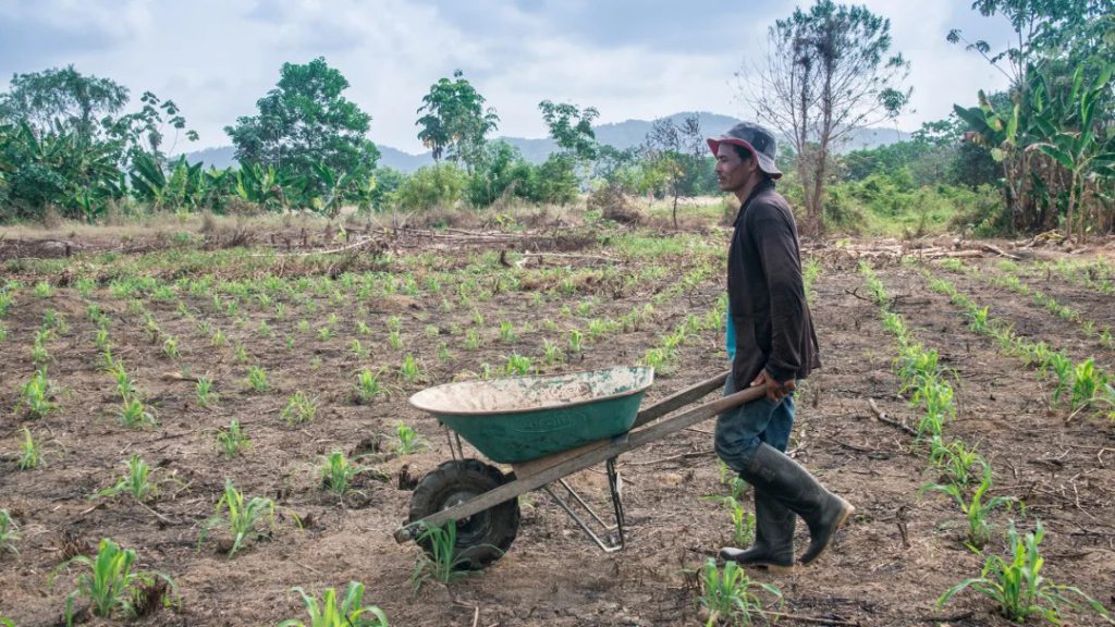 Agricultura campesina logra acuerdos comerciales por más de 20 toneladas mensuales en Expo Osaka 2025