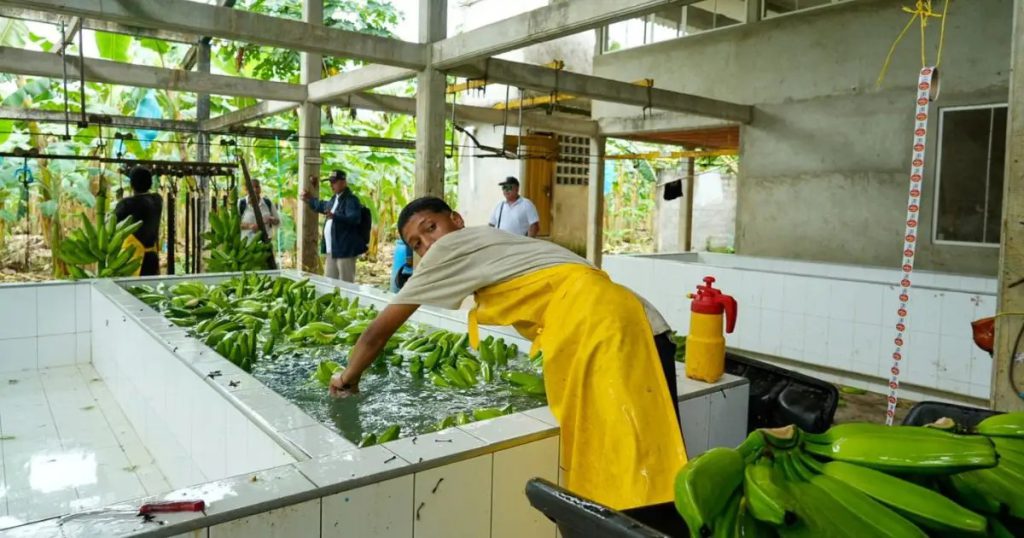 Directorio de Abastecimiento Nacional abre inscripciones para pequeños productores