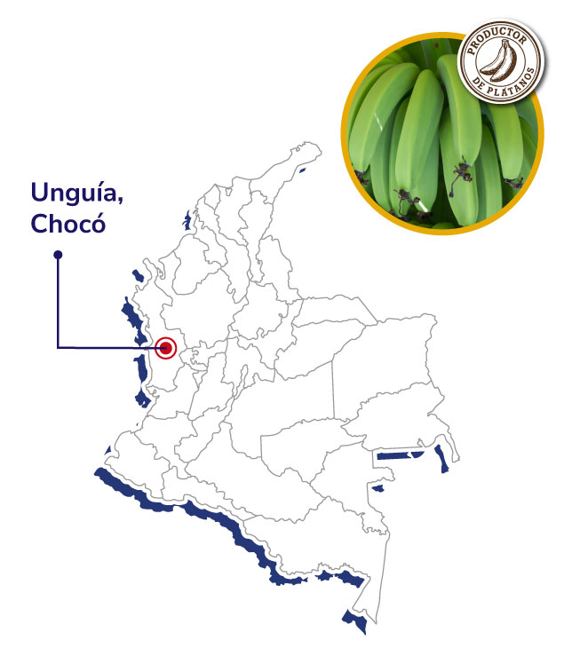 Comite-Platanicultor-de-Choco-Mapas-productores-shnagai-2025