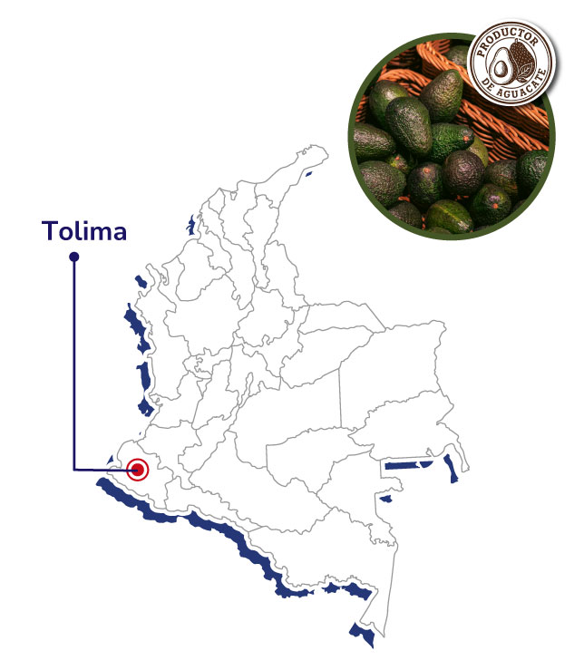 PALTOLIMA-Mapas-productores-shnagai-2025