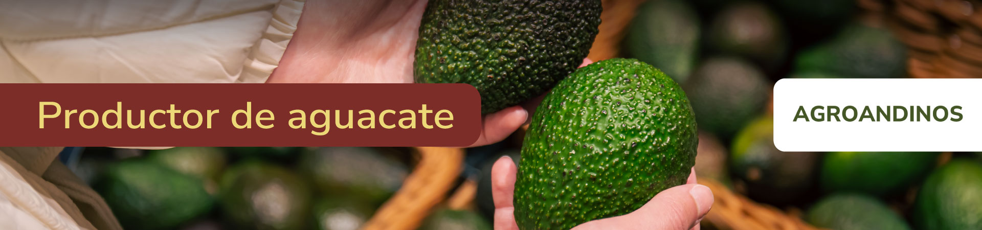 aguacate-agroandinos-banner-micrositio-Shangai