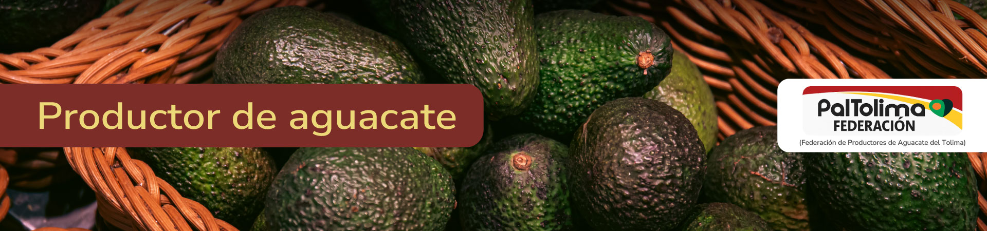 aguacate-paltolima-banner-micrositio-Shangai