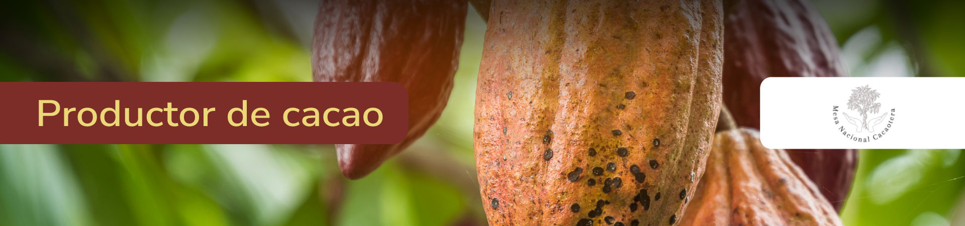 cacao-mesa-nacional-banner-micrositio-Shangai