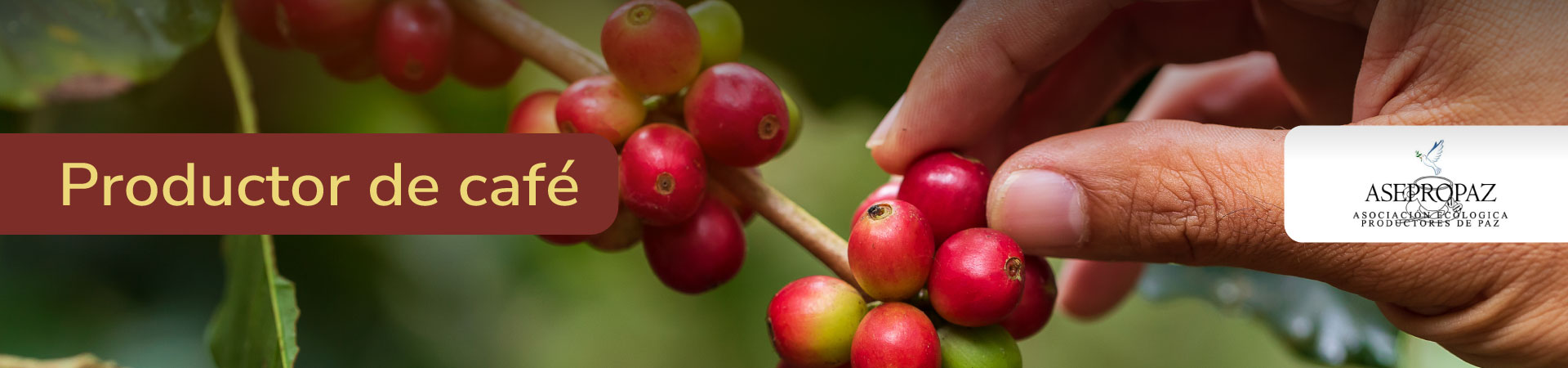 cafe-asepropaz-banner-micrositio-Shangai