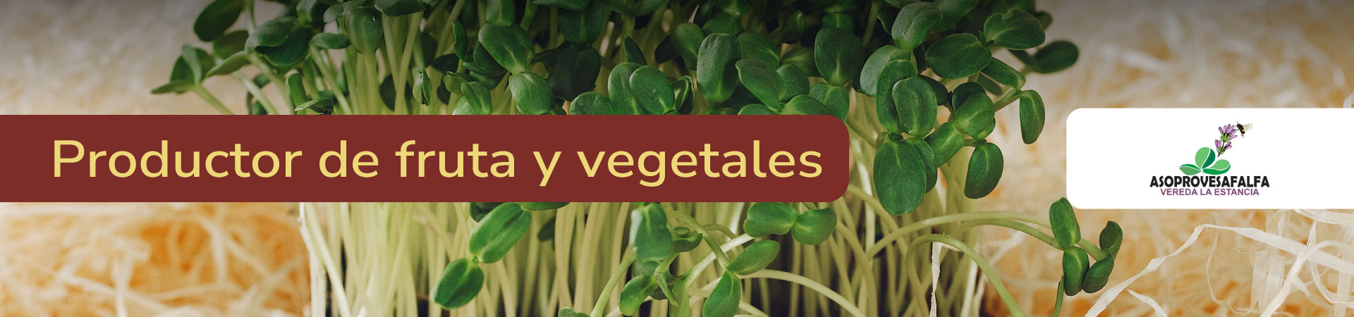 frutas-y-vegetales-asoprovesalfalfa-banner-micrositio-Shangai