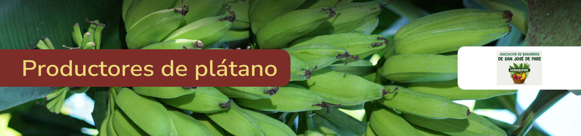 platano-asobanapare-banner-micrositio-Shangai