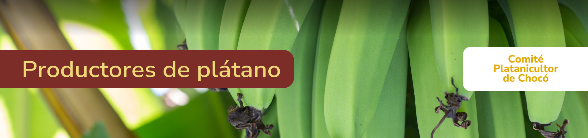 platano-comite-platanicultor-de-choco-banner-micrositio-Shangai