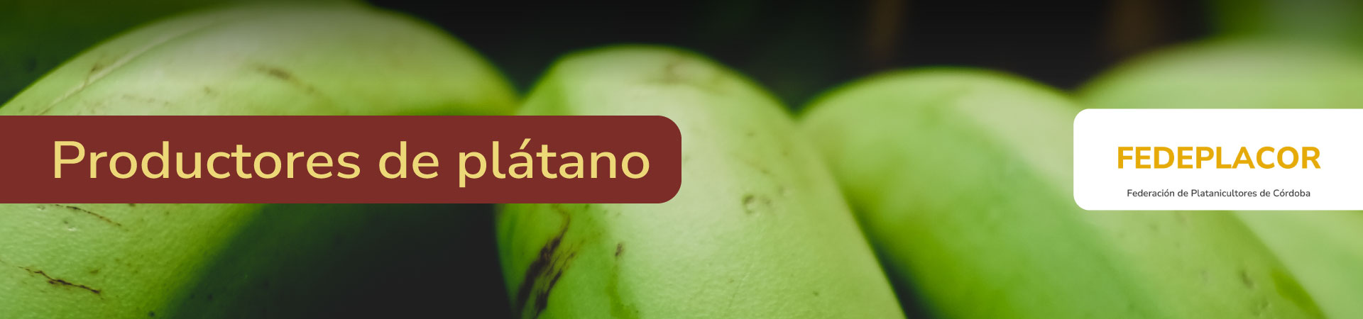 platano-fedeplacor-banner-micrositio-Shangai