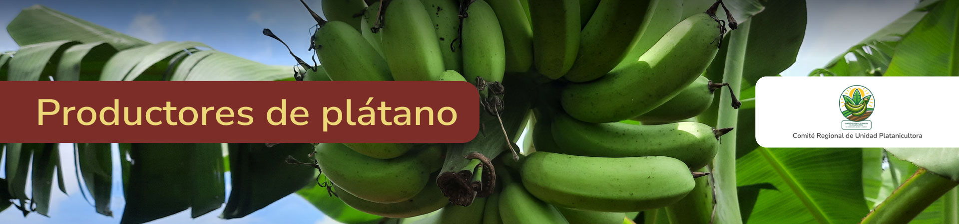 platano-logo-COLPLANTAINS-Comite-Regional-de-Unidad-Platanicultora-banner-micrositio-Shangai